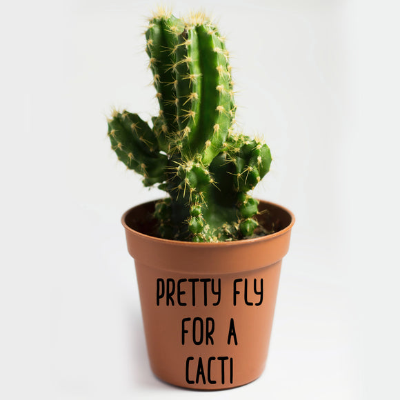 Pretty Fly For A Cacti Plant Pot Decal